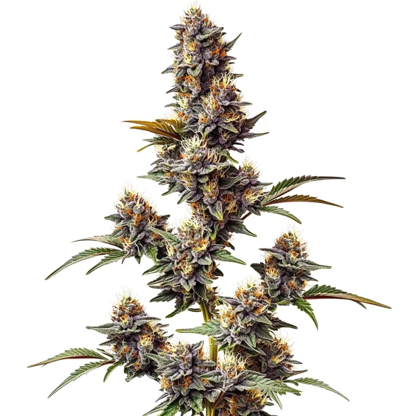 White Widow x Crystal Meth Auto (Blimburn Seeds) – offizielles Produktbild