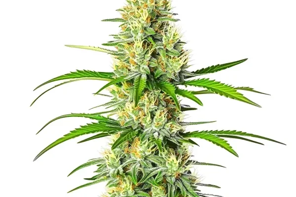 White Widow x Northern Lights (Blimburn Seeds) – offizielles Produktbild