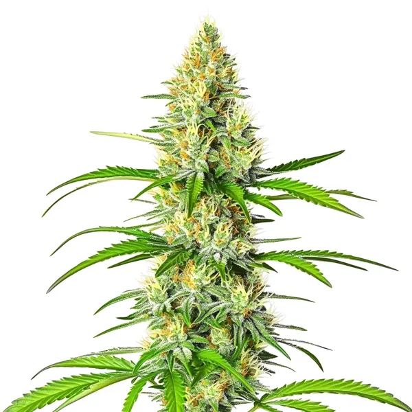 White Widow x Northern Lights (Blimburn Seeds) – offizielles Produktbild