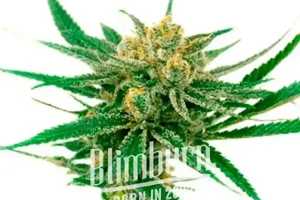 White Amnesia (Blimburn Seeds) – offizielles Produktbild