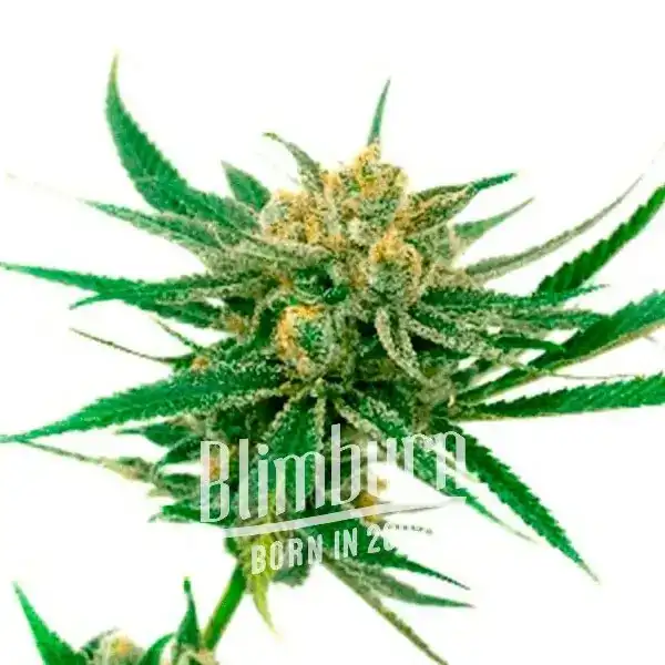 White Amnesia (Blimburn Seeds) – offizielles Produktbild