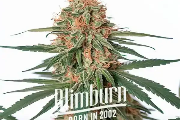 Wifi x Do-Si-Dos (Blimburn Seeds) – offizielles Produktbild