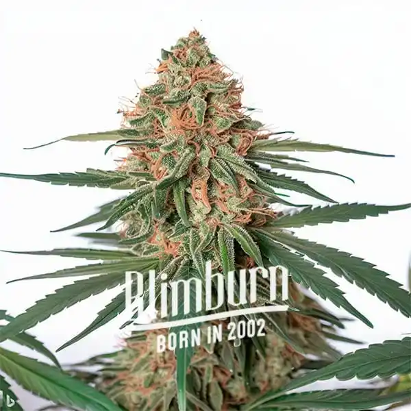 Wifi x Do-Si-Dos (Blimburn Seeds) – offizielles Produktbild