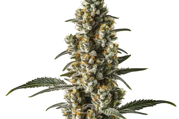 Wild Thailand Ryder Auto (Blimburn Seeds) – offizielles Produktbild