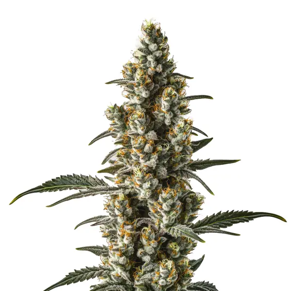 Wild Thailand Ryder Auto (Blimburn Seeds) – offizielles Produktbild