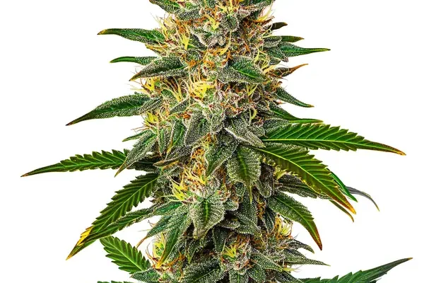 Willie Nelson (Blimburn Seeds) – offizielles Produktbild