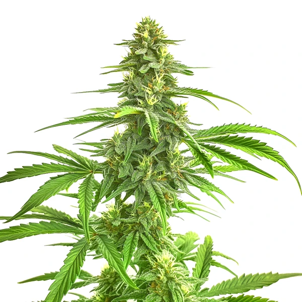 Wombat (Blimburn Seeds) – offizielles Produktbild