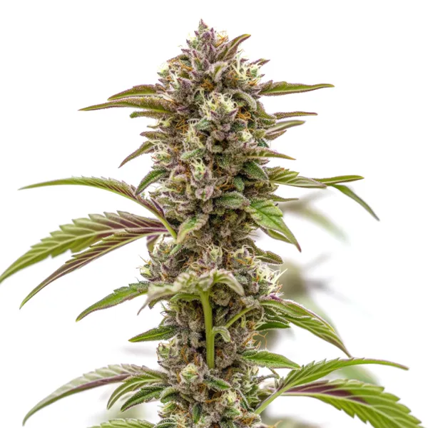 Wonka's Revenge Samen (Blimburn Seeds) – offizielles Produktbild