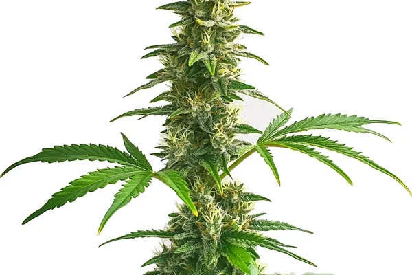 Yumbolt Auto (Blimburn Seeds) – offizielles Produktbild