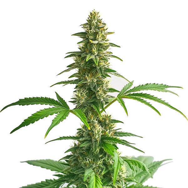 Yumbolt Auto (Blimburn Seeds) – offizielles Produktbild