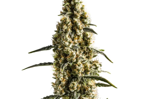 Yumbolt Banana (Blimburn Seeds) – offizielles Produktbild