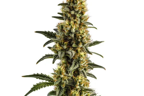Yumbolt Banana Auto (Blimburn Seeds) – offizielles Produktbild