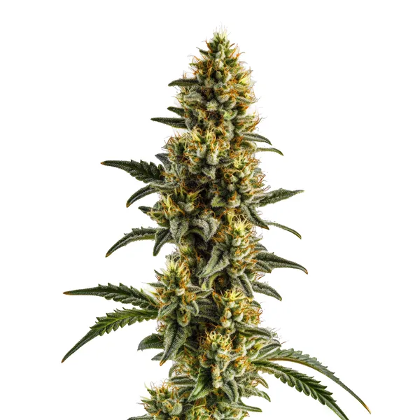 Yumbolt Banana Auto (Blimburn Seeds) – offizielles Produktbild