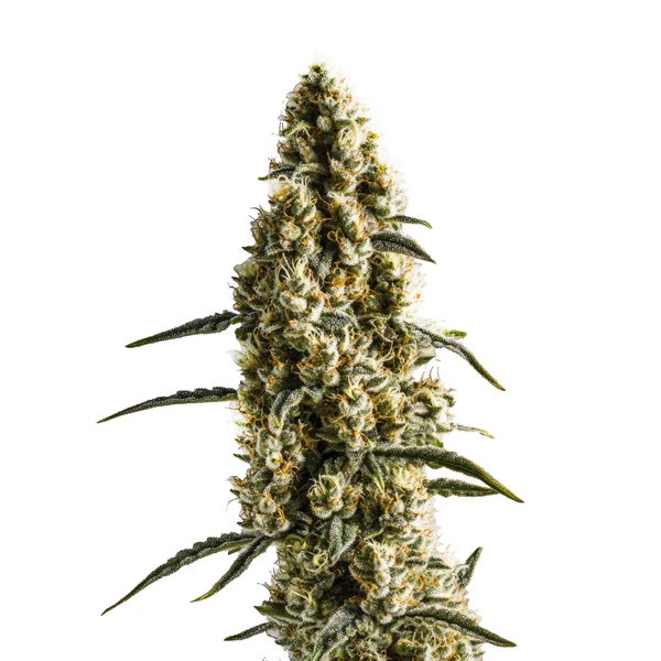 Yumbolt Banana (Blimburn Seeds) – offizielles Produktbild