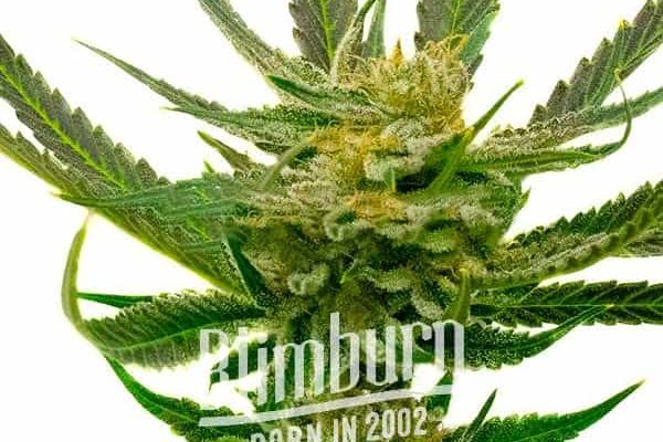 Yumbolt Regulär (Blimburn Seeds) – offizielles Produktbild