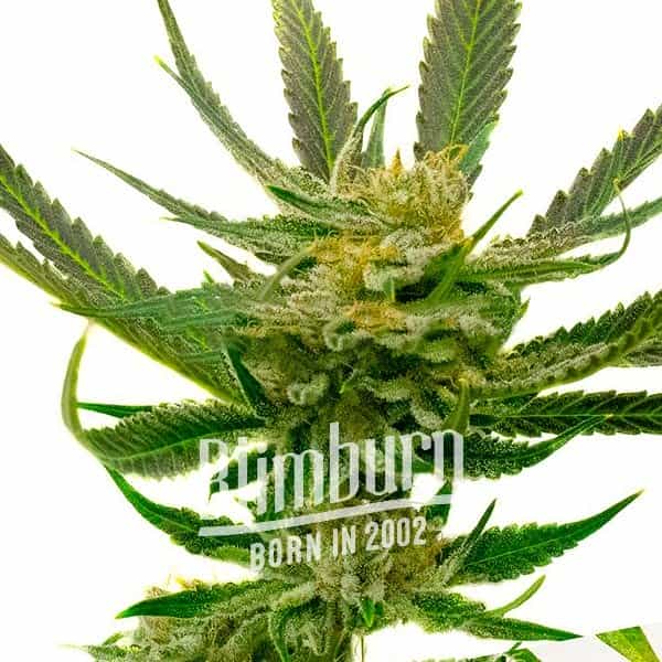Yumbolt Regulär (Blimburn Seeds) – offizielles Produktbild