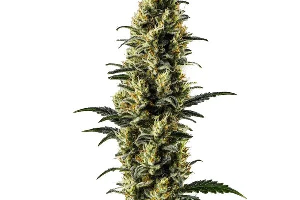 Zkitllez Auto (Blimburn Seeds) – offizielles Produktbild