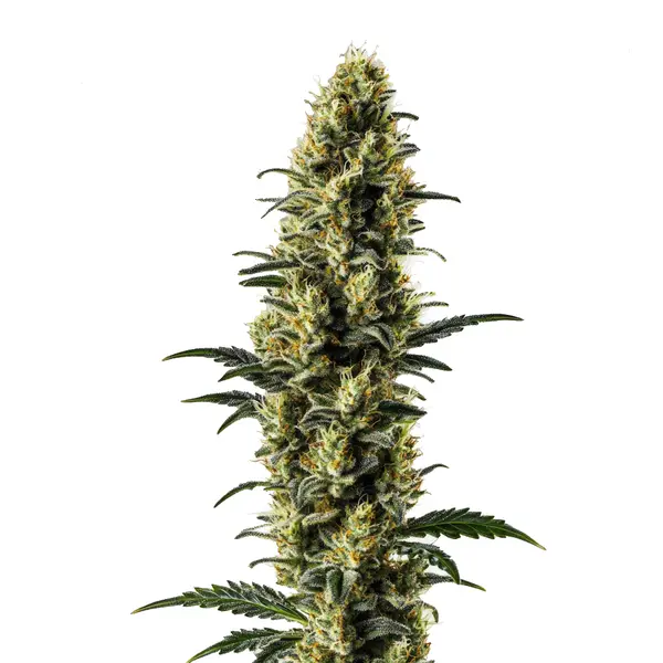 Zkitllez Auto (Blimburn Seeds) – offizielles Produktbild