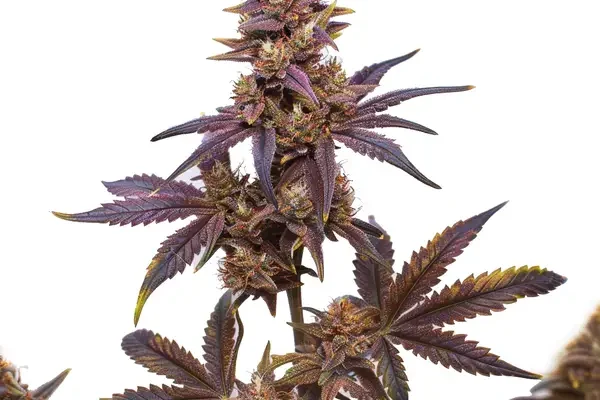 Zkitllez x Purple Punch Auto F1 (Blimburn Seeds) – offizielles Produktbild