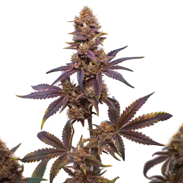 Zkitllez x Purple Punch Auto F1 (Blimburn Seeds) – offizielles Produktbild