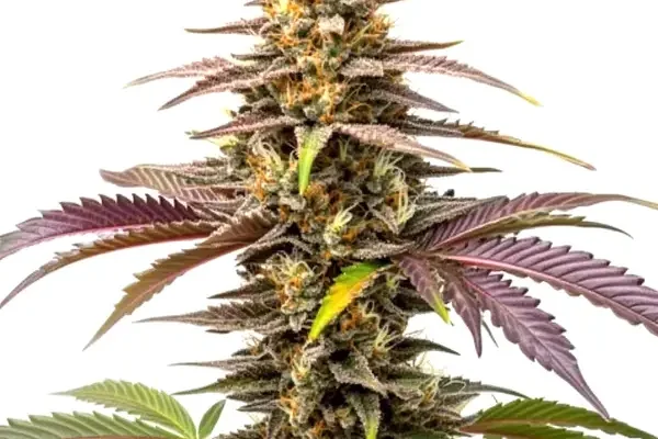 Zkittlez (Blimburn Seeds) – offizielles Produktbild