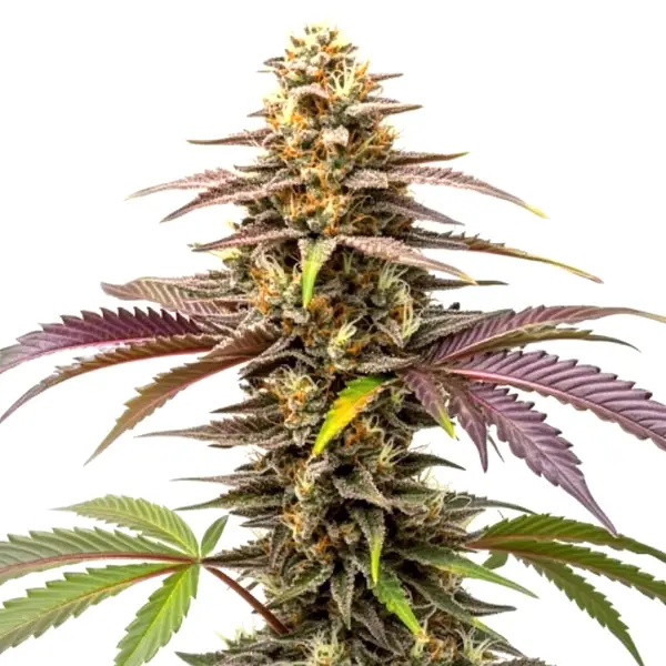 Zkittlez (Blimburn Seeds) – offizielles Produktbild