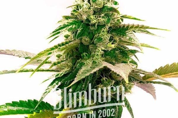 Zkittlez Reguläre (Blimburn Seeds) – offizielles Produktbild