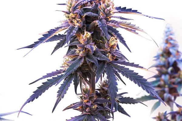 Zkittlez Fast Version (Blimburn Seeds) – offizielles Produktbild