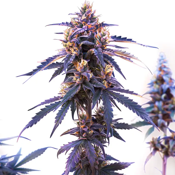 Zkittlez Fast Version (Blimburn Seeds) – offizielles Produktbild