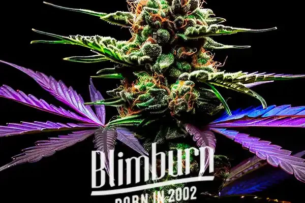 Zkittlez Grape Bubble Auto (Blimburn Seeds) – offizielles Produktbild