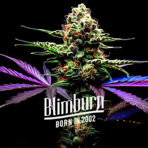 Zkittlez Grape Bubble Auto (Blimburn Seeds) – offizielles Produktbild