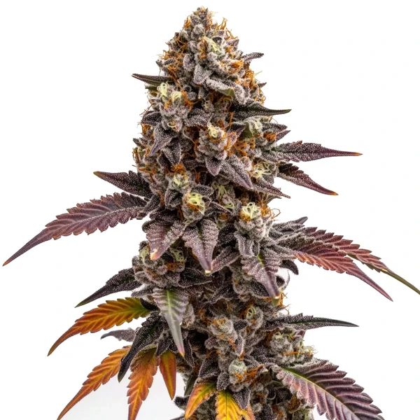 Zkittlez Kush (Blimburn Seeds) – offizielles Produktbild