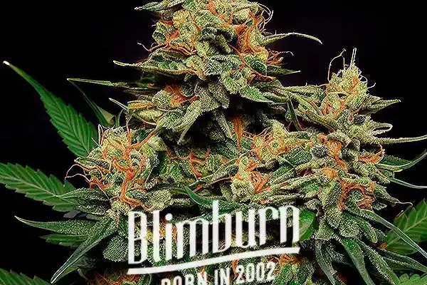 Zkittlez Tangie Power Auto (Blimburn Seeds) – offizielles Produktbild