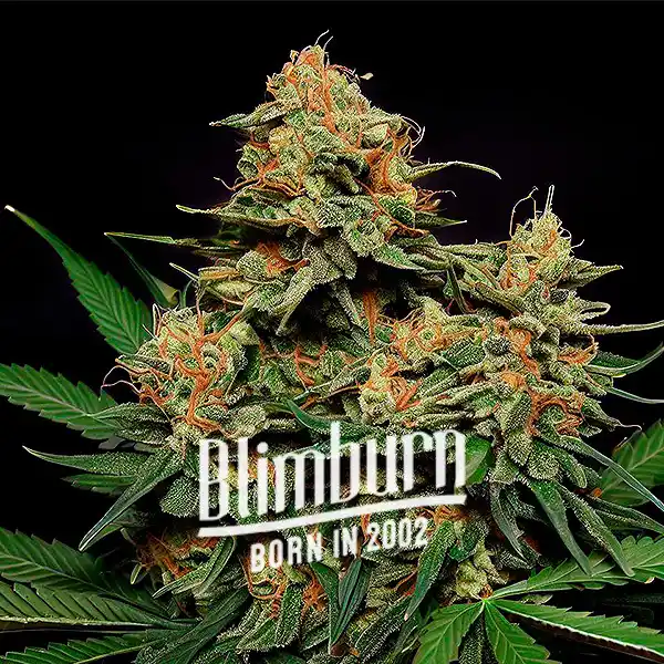 Zkittlez Tangie Power Auto (Blimburn Seeds) – offizielles Produktbild
