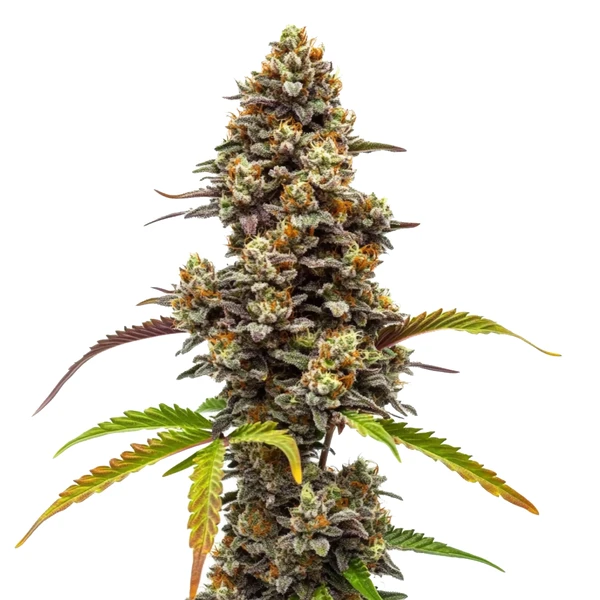 Zkittlez x Bruce Banner Regulär (Blimburn Seeds) – offizielles Produktbild