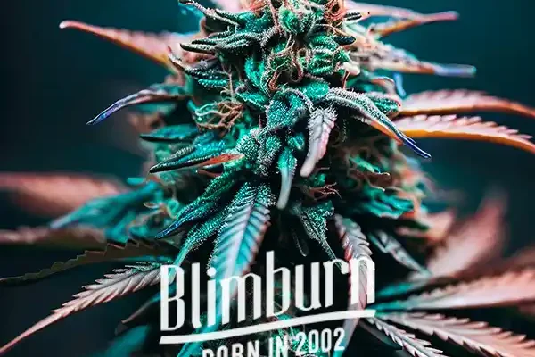 Zkittlez x Gorilla Auto (Blimburn Seeds) – offizielles Produktbild