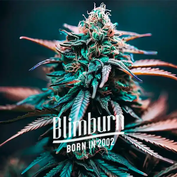 Zkittlez x Gorilla Auto (Blimburn Seeds) – offizielles Produktbild