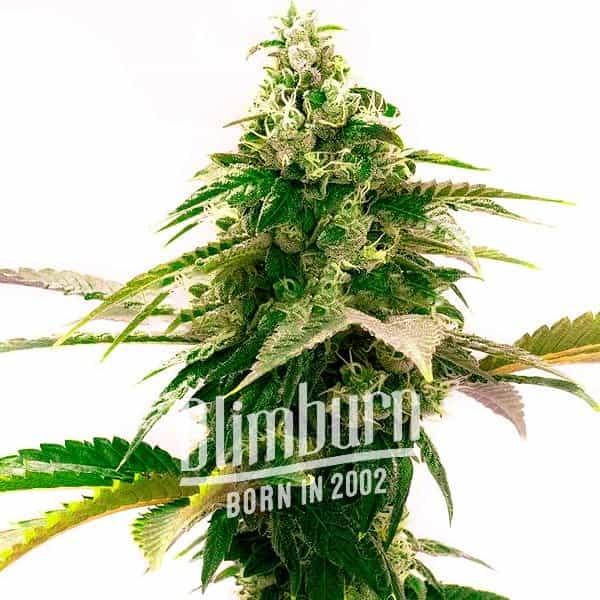 Zkittlez Reguläre (Blimburn Seeds) – offizielles Produktbild