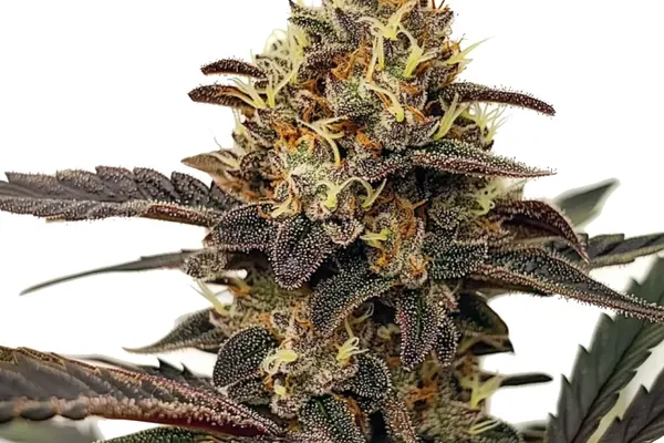 Zlushie (Blimburn Seeds) – offizielles Produktbild