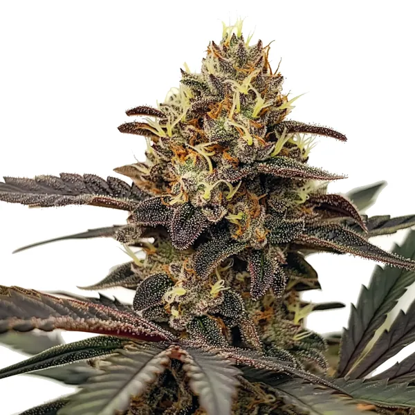 Zlushie (Blimburn Seeds) – offizielles Produktbild