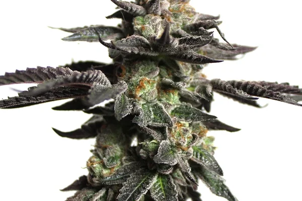 Zombie Death Fuck (Blimburn Seeds) – offizielles Produktbild