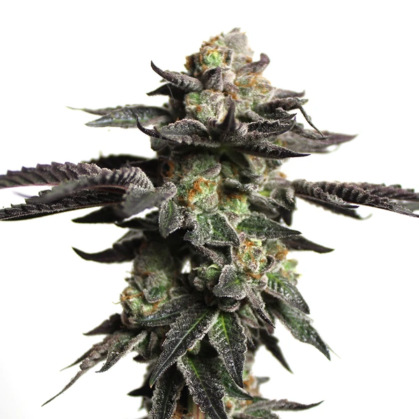Zombie Death Fuck (Blimburn Seeds) – offizielles Produktbild