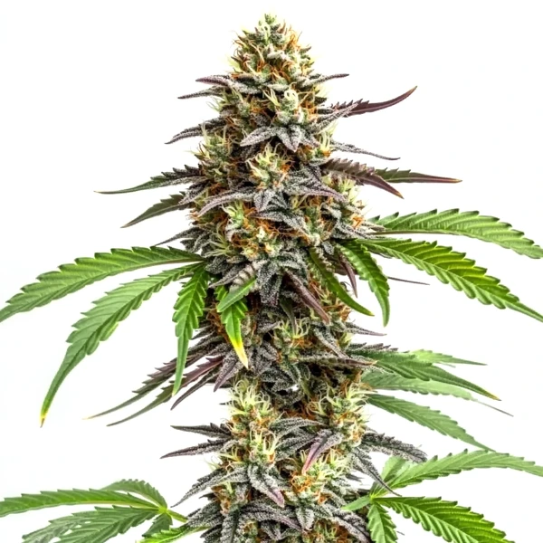 Zookies (Blimburn Seeds) – offizielles Produktbild