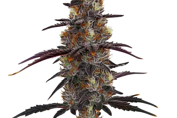 Zruntz (Blimburn Seeds) – offizielles Produktbild