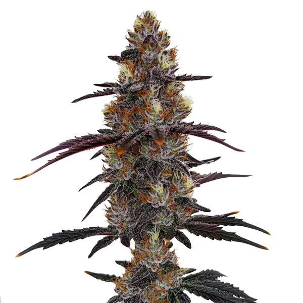 Zruntz (Blimburn Seeds) – offizielles Produktbild