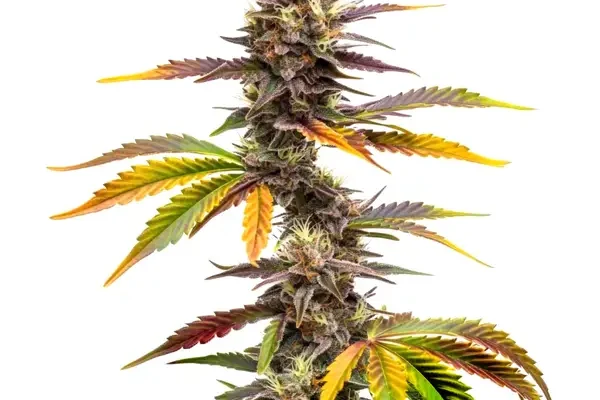 Zwonka (Blimburn Seeds) – offizielles Produktbild