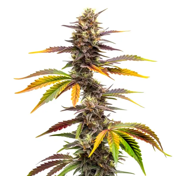 Zwonka (Blimburn Seeds) – offizielles Produktbild