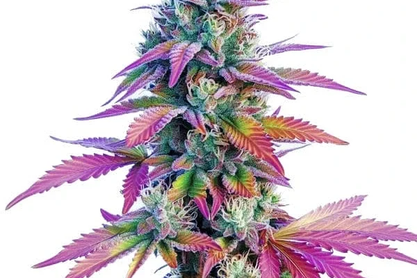 African x Princess 88 (Blimburn Seeds) – offizielles Produktbild