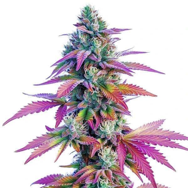 African x Princess 88 (Blimburn Seeds) – offizielles Produktbild