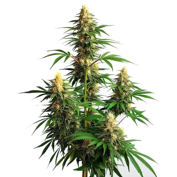 Amnesia Haze Auto (Blimburn Seeds) – offizielles Produktbild